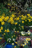 Tiered spring container display - with Narcissus 'Rijnveld's Early Sensation'. N. 'Jetfire' and 'Topolino', N. 'Sweetness' in wooden planter. N. 'Jack Snipe'. Euphorbia martinii 'Ascot Rainbow'