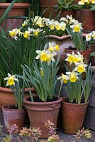 A spring display with Narcissus 'Topolino' in terracotta pots.