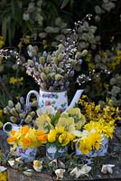 Table display of golden yellow spring flowers and twigs in old china tea set. Salix caprea - Pussy willow, Narcissus 'Jetfire', Eranthis hyemalis - winter aconite, winter violas, Helleborus x hybridus, celandines and forsythia. In front, Clematis cirrhosa x balearica.