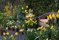 On wooden deck, collection of early flowering daffodils welcome in spring with their golden flowers.