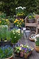 Wooden raised deck with spring containers of violas, primulas and daffodils including Narcissus 'Sweetness', N. 'Jetfire', N. Rijnveld's 'Early Sensation', Narcissus cyclamineus 'Cotinga', N. 'Jack  Snipe', N. 'Cheerfulness', N. 'Double Smiles', N. 'Topolino', N. 'Obvallaris', N. 'Bell Song'.