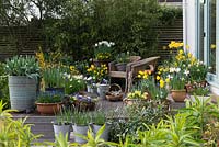 Wooden raised deck with spring containers of violas, primulas and daffodils 