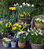 Daffodils thriving in containers. Clockwise - far left to right, Narcissus 'Sweetness' next to N. 'Jetfire', N. Rijnveld's 'Early Sensation', Narcissus cyclamineus 'Cotinga', N. 'Jack Snipe' and Derringer again.