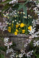 Wall basket of Narcissus canaliculatus, miniature narcissi, surrounded by Clematis armandii