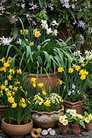 Spring container display. Clockwise, left to right: Narcissus 'Double Smiles', N. 'Jetfire', N. jonquilla 'Derringer', Narcissus cyclamineus 'Cotinga', N. 'Jack  Snipe', N. obvallaris. Above, Clematis armandii. Primulas in small pots.