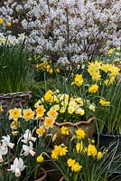 Spring flowering daffodils in front of Amelanchier x lamarckii in blossom. Clockwise left to right -  Narcissus cyclamineus 'Cotinga', N. jonquilla 'Derringer', N. 'Jack Snipe', N. 'Double Smiles' with golden violas, N. 'Pippit' and N. 'Double Smiles' again. Below, blue viola and golden primula.