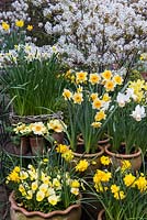Spring flowering daffodils in front of Amelanchier x lamarckii in blossom. Narcissus clockwise left to right: N. 'Double Smiles', N. 'Jack Snipe', N. cyclamineus 'Cotinga', N. jonquilla 'Derringer', N. 'Pippit' and N. 'Bell Song'.