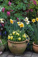 A spring container display with Narcissus 'Orangerie', Liriope, muscari, viola and Lamprocapnos spectabilis behind.