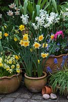 A spring container display with Narcissus 'Derringer' and 'Silver Chimes', Liriope muscari, viola with  Lamprocapnos spectabilis behind.