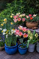 Arrangement of pots containing spring flowering bulbs for early colour - Tulipa greigii 'Tsar Peter' and 'Pandour'. Narcissus jonquilla 'Derringer', Narcissus tazetta, Hyacinthus orientalis 'City of Harlem' Muscari armeniacum, Scilla siberica.