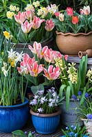 Arrangement of pots containing spring flowering bulbs for early colour - Tulipa greigii Tsar Peter and Pandour, Narcissus jonquilla Derringer, Narcissus tazetta, Hyacinthus orientalis City of Harlem, Muscari armeniacum, Scilla siberica and Chionodoxa forbesii Giant Pink.
