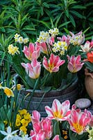 Arrangement of pots containing spring flowering bulbs for early colour - Tulipa greigii Tsar Peter and Pandour, Narcissus jonquilla Derringer and Narcissus tazetta.