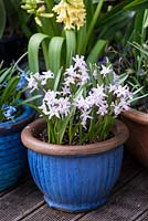 Arrangement of pots containing spring flowering bulbs for early colour - Hyacinthus orientalis 'City of Harlem' behind blue glazed pot of Chionodoxa forbesii 'Giant Pink'