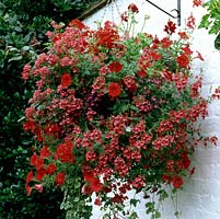 Red themed hanging basket of Diascia 'Ruby Field', Petunia 'Surfinia Red' and 'Million Bells Red', Verbena 'Tapien Red' and Lobelia 'Rosamund'.