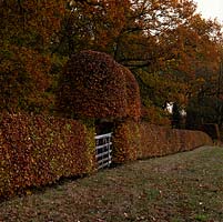 In autumn, a beech hedge of copper leaves. Two clipped beech mark five bar wooden gate into field.