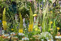 Foxtail Lilies - Eremurus bungei,with Leucanthemum 'Sunny Side up' and Nepeta Sibirica.