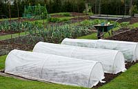 Cloches made from garden to fleece to protect early salad greens.