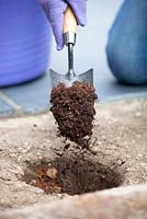 Filling the base of a hole with compost for planting.