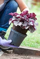 Woman planting a Heuchera in prepared hole in gravel garden before weed suppressing membrane is laid down.