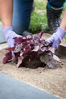 Woman planting out a Heuchera in prepared hole in gravel garden before weed suppressing membrane is laid down.
