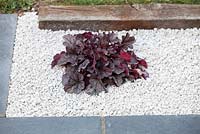 Heuchera planted and surrounded by gravel, in gravel garden.