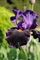 Iris germanica 'Local Color'