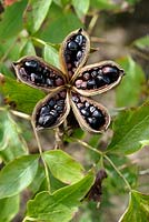 Paeonia lactiflora - Chinese Peony pods with seeds