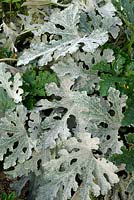 Powdery mildew on leaves of Courgette plants