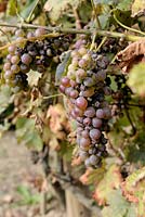 Mildew on grape vine
