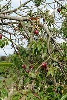 Prunus persica nucipersica  - Nectarine tree with split branch caused by heavy fruits and strong winds