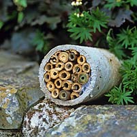 Homemade bee house. A length of pipe containing sawn off pieces of bamboo, a refuge for bees and other insects.