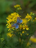Polyommatus bellargus - Adonis Blue butterfly feeds on Senecio jacobaea - common ragwort 