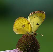 Colias croceus - Clouded Yellow butterfly rests on Echinacea purpurea - coneflower.
