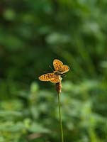 Pearl-bordered Fritillary butterfly - Boloria euphrosyne is rare, confined to woodland clearings or some sheltered grassland. Rests on plantain.