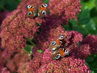 Peacock butterfly - Inachis io is one of the UK's most common garden visitors, searching for nectar on a wide range of flowers, such as ice plant - Sedum spectabile