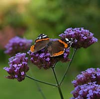 Red Admiral butterfly - Vanessa atalanta is one of the UK's most common garden visitors, searching for nectar on a wide range of flowers, such as Verbena bonariensis.