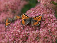 Small Tortoiseshell - Aglais urticae is common throughout the British Isles, seeking out nectar rich plants such as ice plant - Sedum spectabile