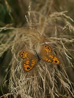 Wall butterfly - Lasiommata megera loves basking in the sun on walls or bare patches of ground in dry, unfertilised grassland.