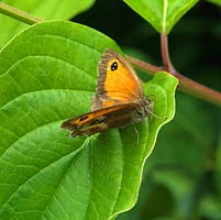 Pyronia tithonus - Gatekeeper butterfly rests on a leaf.