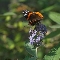 Red Admiral butterfly - Vanessa atalanta perches on top of buddleia, butterfly bush.
