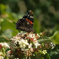 Red Admiral butterfly - Vanessa atalanta perches with wings folded together on flowerhead.