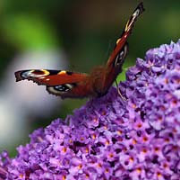 Inachis io - Peacock butterfly alights on buddleia flowers, the butterfly bush.