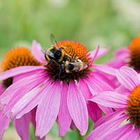 Bumble bees on Echinacea purpurea, a great plant for wildlife in the garden providing nectar for insects. Medicinal plant.