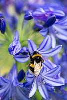 Bumble bee gathers pollen from Agapanthus africanus.