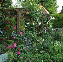Pergola with roses and clematis. Rosa 'Morning Jewel' with Clematis 'The President', red R. 'Dortmund', pink R. 'New Dawn', deep pink R. 'Handel', white R. 'Iceberg'.