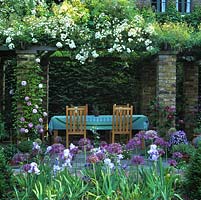 White Rosa 'Rambling Rector' rampages above dining area flanked by bed of Iris 'Jane Phillips' 