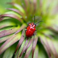 Lily beetle, a pest that is the scourge of lilies, munching through developing buds in spring and summer.
