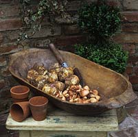 Bulbs await planting in a Turkish wooden bowl used for kneading dough before it is left to rise. Old terracotta flower pots lie on reclaimed table.
