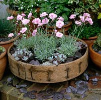 Old circular wooden soil sieve filled with dianthus, sedum and scattered shards of slate.