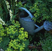 Retired galvanised watering can set amongst Alchemilla mollis and sisyrinchium.
